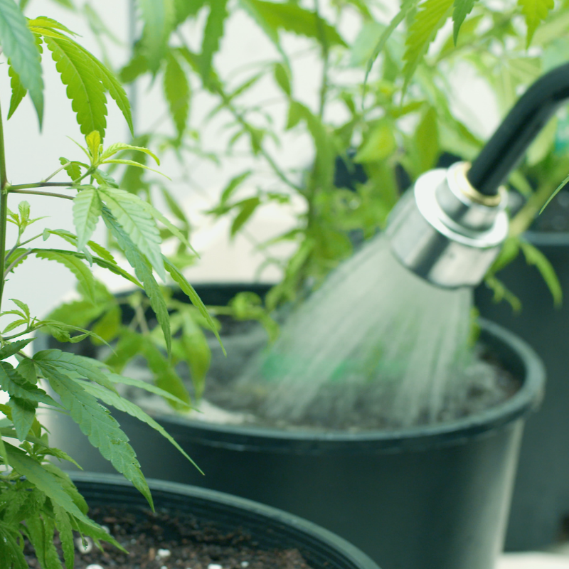 What is the Best Water for Growing Cannabis