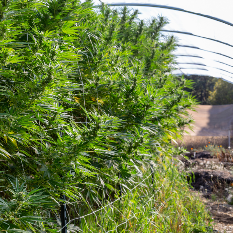 Cannabis in the Greenhouse