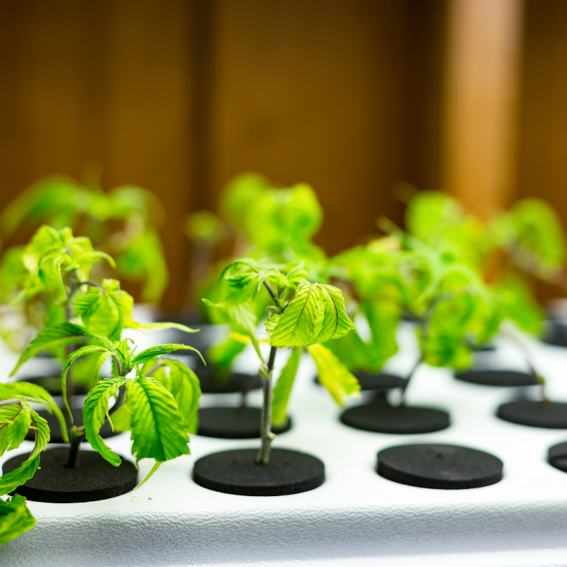 Building a Hydroponic Garden