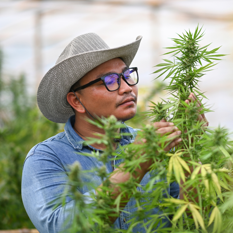 Young person examining growing marijuana plant